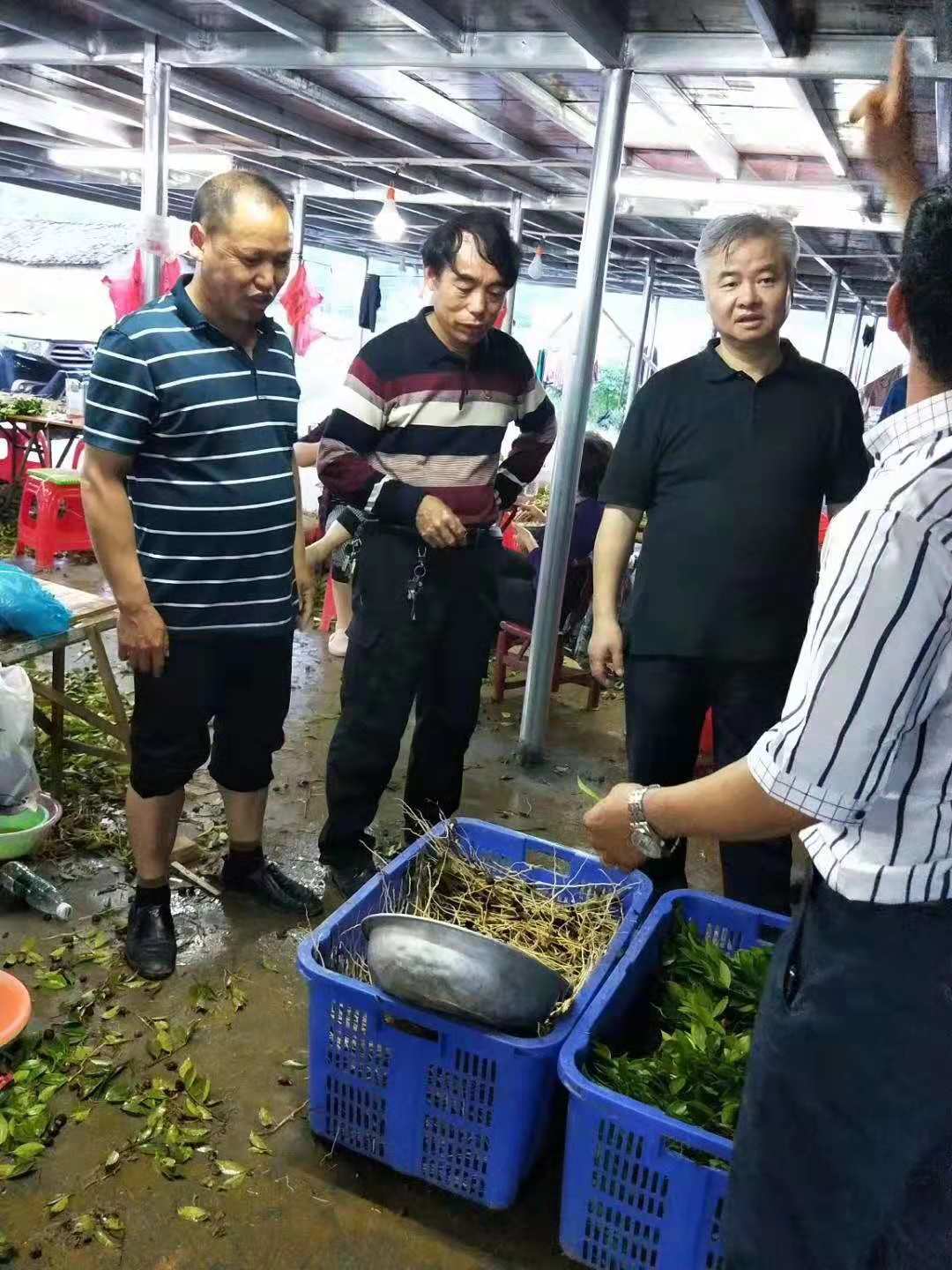 邵陽油茶苗,湖南油茶苗,湘林油茶苗,三華油茶苗